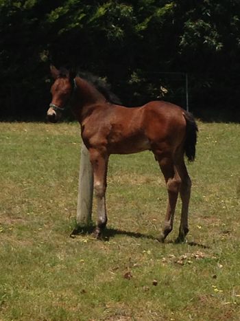 Makara Park Royal Reign
