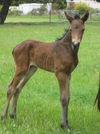 Makara Park Royal Reign - Purebred Morgan colt- Watching Royalty x Mt Tawonga Folie foaled 13/11/13
