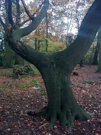 Ye old sitting tree
