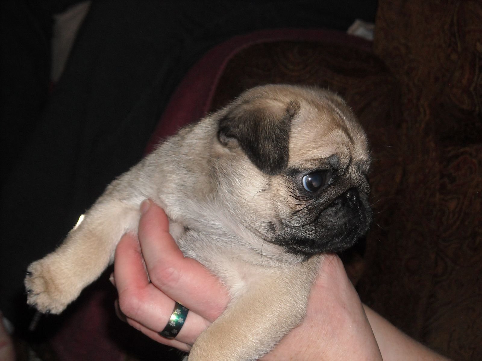 3 week old store pug