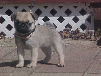 3/25/12 - Tudie - female (Woody/Dahtay) 7 weeks old. SOLD
