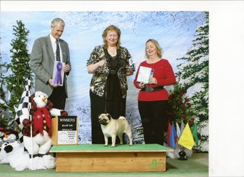 2-13-2016 - Maizi's first major at CIPC Pug Specialty.
