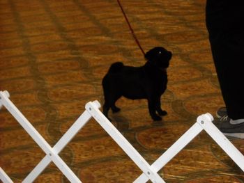 Violet in puppy class 2018 PDCA National Show
