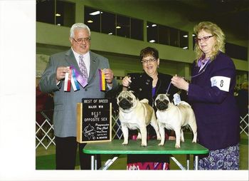 04-28-12 - Ben is Best of Breed, daughter Joy is Best of Winners, BOS, major win.
