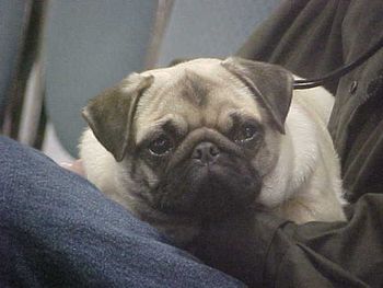 Gidget (SnugglePugs Lil Surfer Girl of Genesis)
