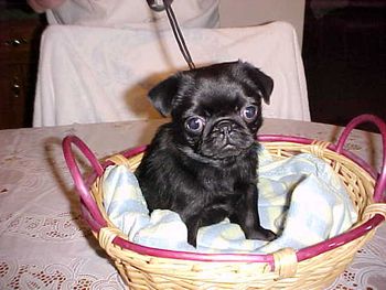 Born 9-23-12. This photo and all the black pug pics following taken at age 9 weeks. SOLD.
