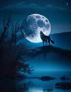 A wolf at night