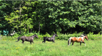 Healing Horses, Healing Breath, Sound, & Energy