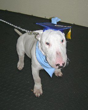 Bull Terrier
