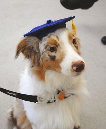 Australian Shepherd
