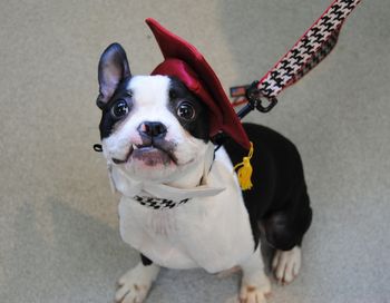 Boston Terrier
