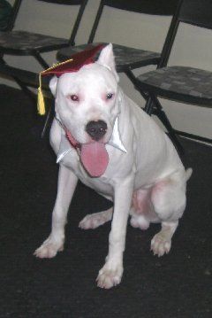 Dogo Argentino
