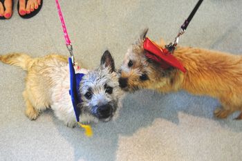 Cairn Terriers
