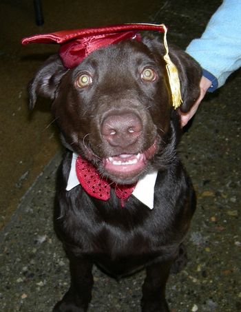 Choc. Lab
