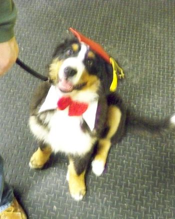 Bernese Mountain Dog
