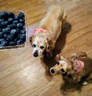 http://petfooddiva.com/why-blueberries-are-awesome-for-your-pet/
