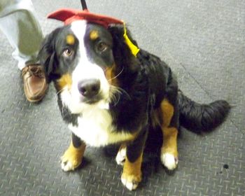 Bernese Mountain Dog
