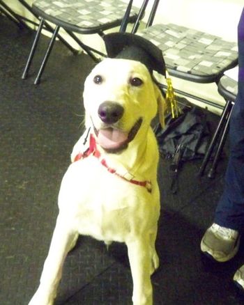 Yellow Lab
