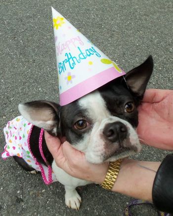 Lucy's 2nd Birthday Pawty

