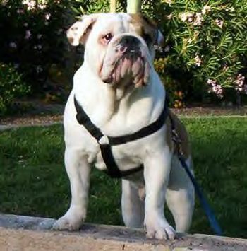 English Bully
