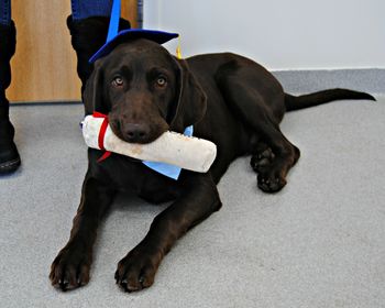 Choc. Lab
