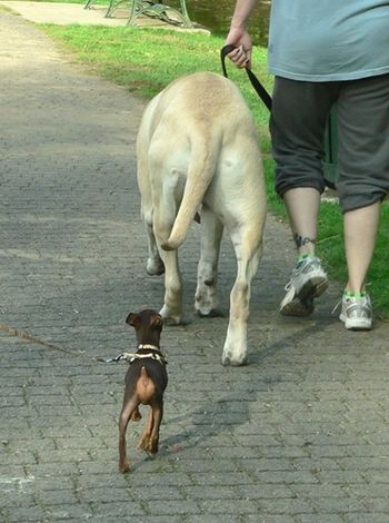 Friday Night Yappy Hour @ Grover Cleveland Click here
