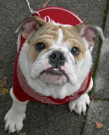 English Bully
