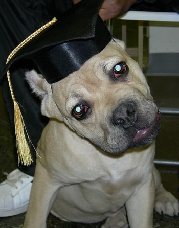 Cane Corso Mastiff
