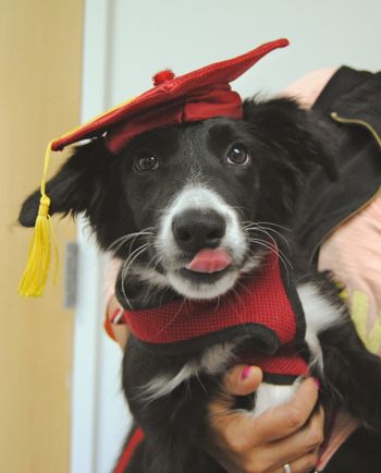 Border Collie
