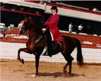 S.M. Flash Dancer at the Lexington (KY) Jr. League Horse Show in Country Pleasure
