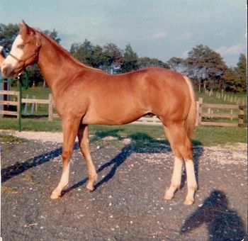 First picture of Stoney 1981
