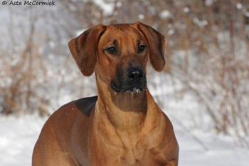 Hattie - a Ra/Isis puppy in Michigan - 2014
