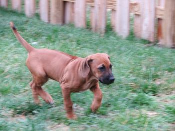 Samara looking for trouble in KS. April 2012
