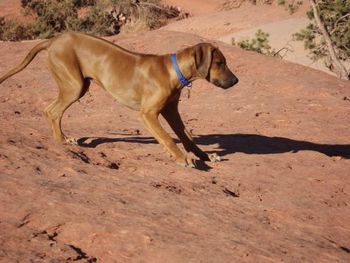 Adia does Sodona, AZ - 2012.
