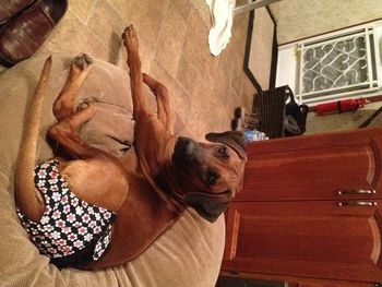 Lila relaxin' in the trailer at the St. Johns Horse Trial - April 13, 2013
