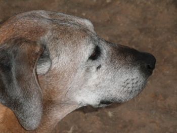 Leilani keeping watch - Oct 2011
