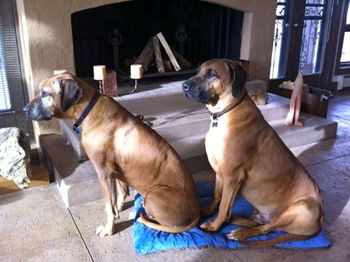 Kang & Titan hanging out waiting for it to get warm enough to go out bunny hunting - New Year's Day 2013. Kang - 9 1/2 yrs ; Titan a few days from 5 yrs.
