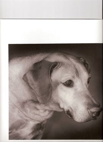 "Our Special Angel Dog" - CH MKUZI WINDRIVER RHETT, CGC, TDI Feb. 6, 1993 - Aug. 16, 2005
