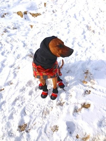 Raj looking for a place to hide and wondering if his dad is nuts!! December 2012
