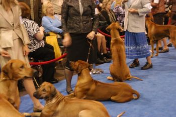 AKC/Eukanuba National Championships - Orlando, FL - Dec. 2011
