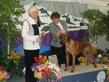 Winner's Dog - Denver Dog Shows - Feb 2011 - Major Win
