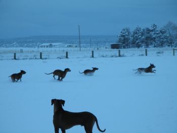 Leading the pack after a bunny - Dec. 2010
