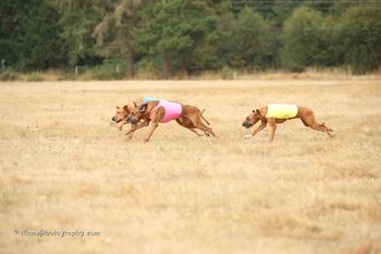 Ra coursing Nat'l specialties 2017
