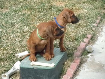 Puppies at Deb's house in CO. March 2012
