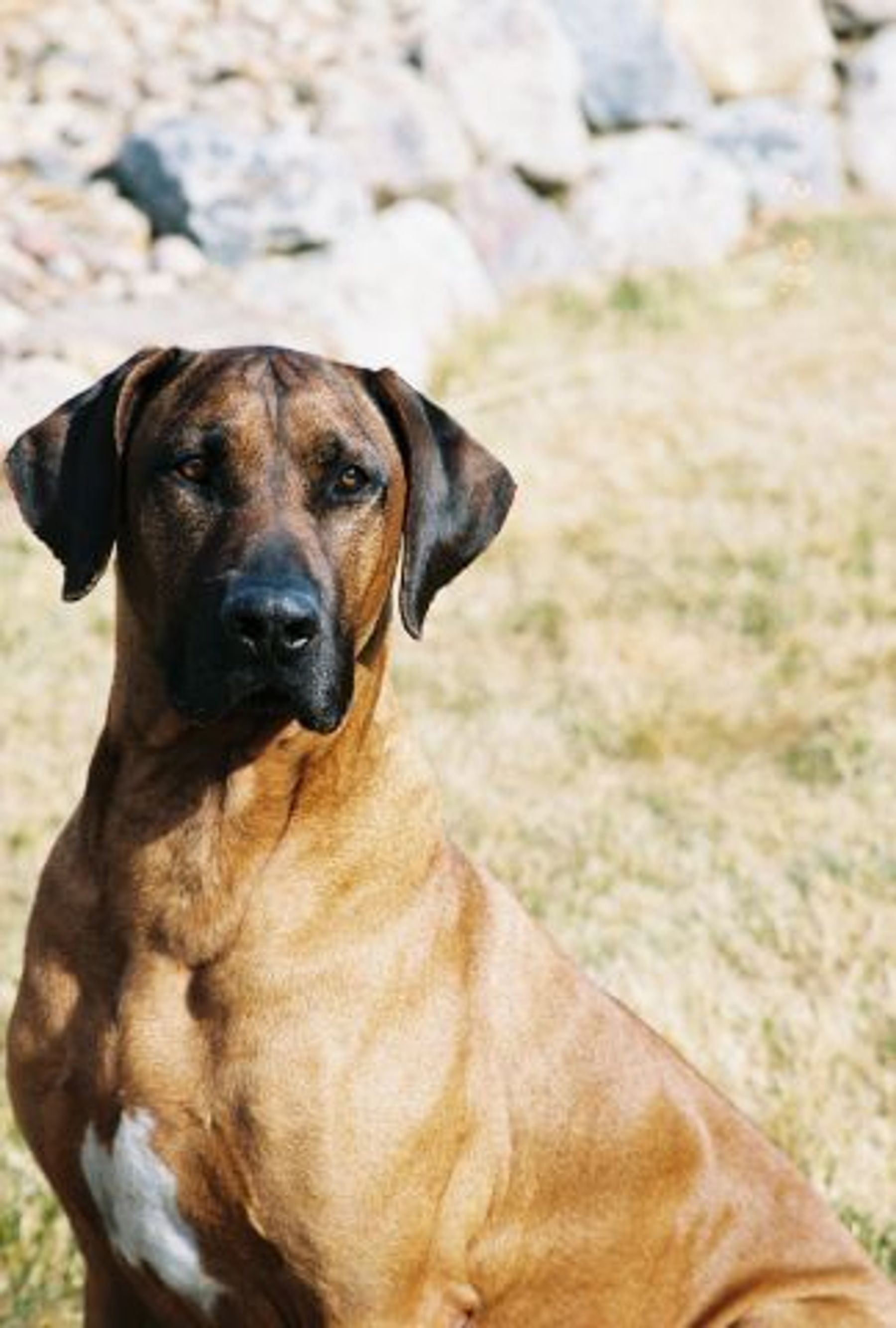 Regal Crown Rhodesian Ridgebacks Krystal Rhodesian Ridgebacks - Available Dogs