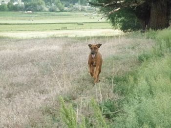 Hellza on the go at Mom's in Colorado - June 2012
