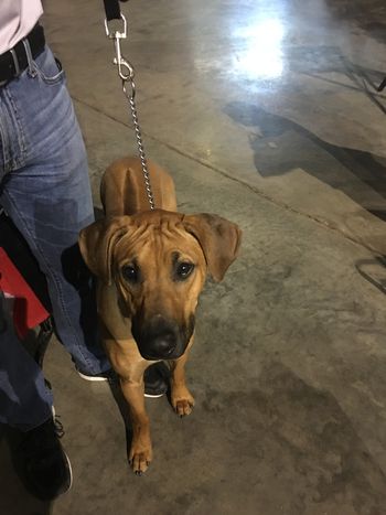 Rawley at his first show Hobbs NM
