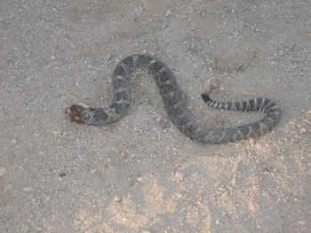 not so dangerous rattlesnake on the ranch.
