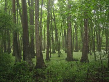 Cypress swamp in Mississippi
