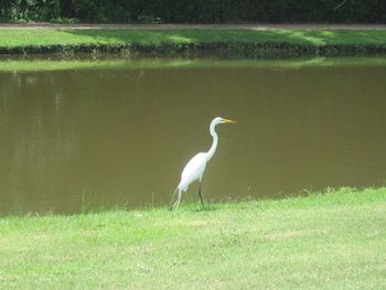 Egret on Avery Island
